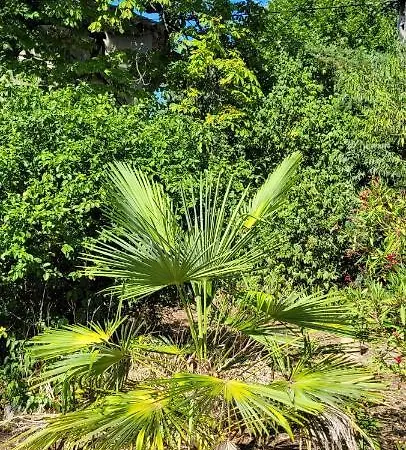 Le Domaine Du Soulier Tilleul *